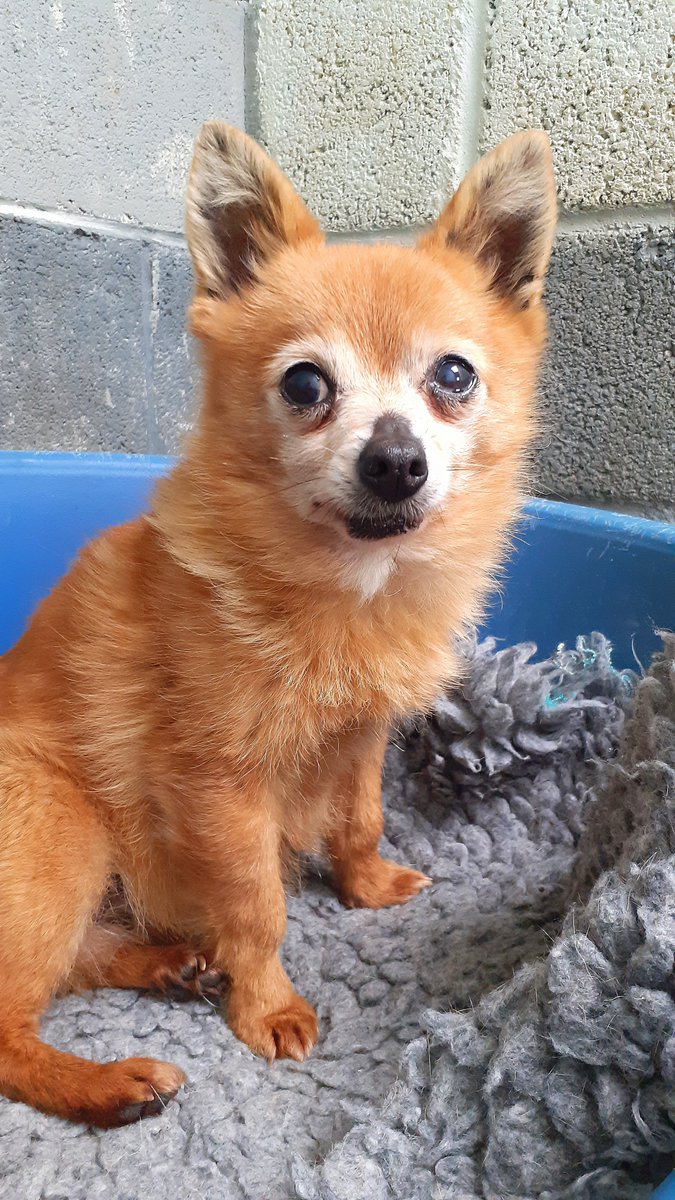 Bridie -  An older Chihuahua who is looking for a place to call home. Bridie was used for breeding and cast aside once her services were no longer required. Hopefully someone out there can see what a beauty she is....