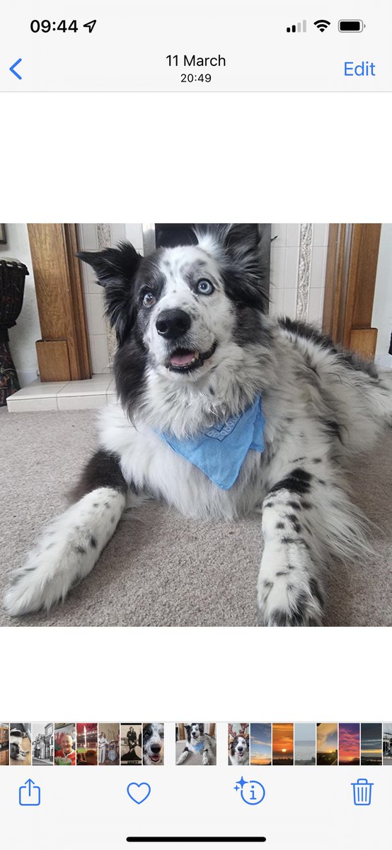 TaffytheBC tweet media