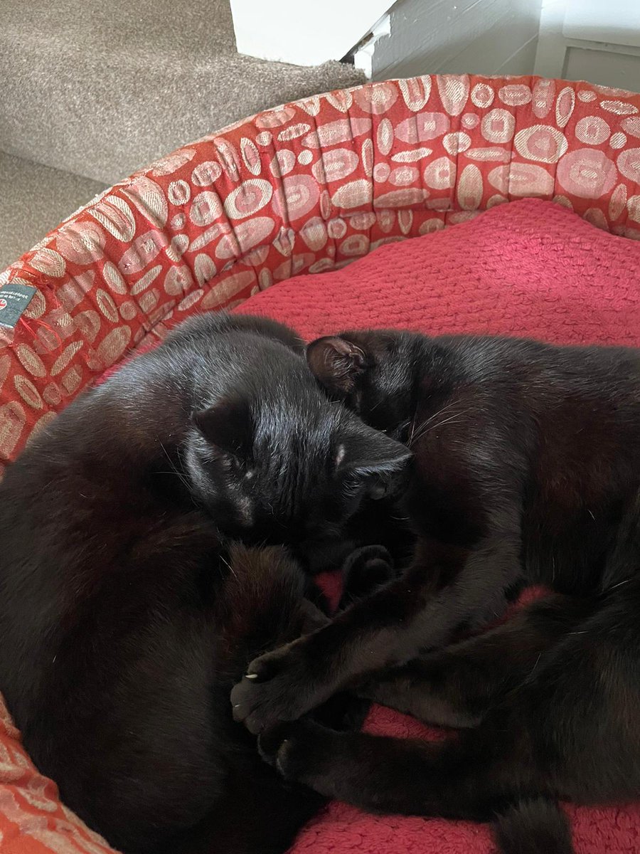 RonKnope's tweet photo. Mondays. Pffft.
#CatsOfTwitter https://t.co/fzFMBNdzl9