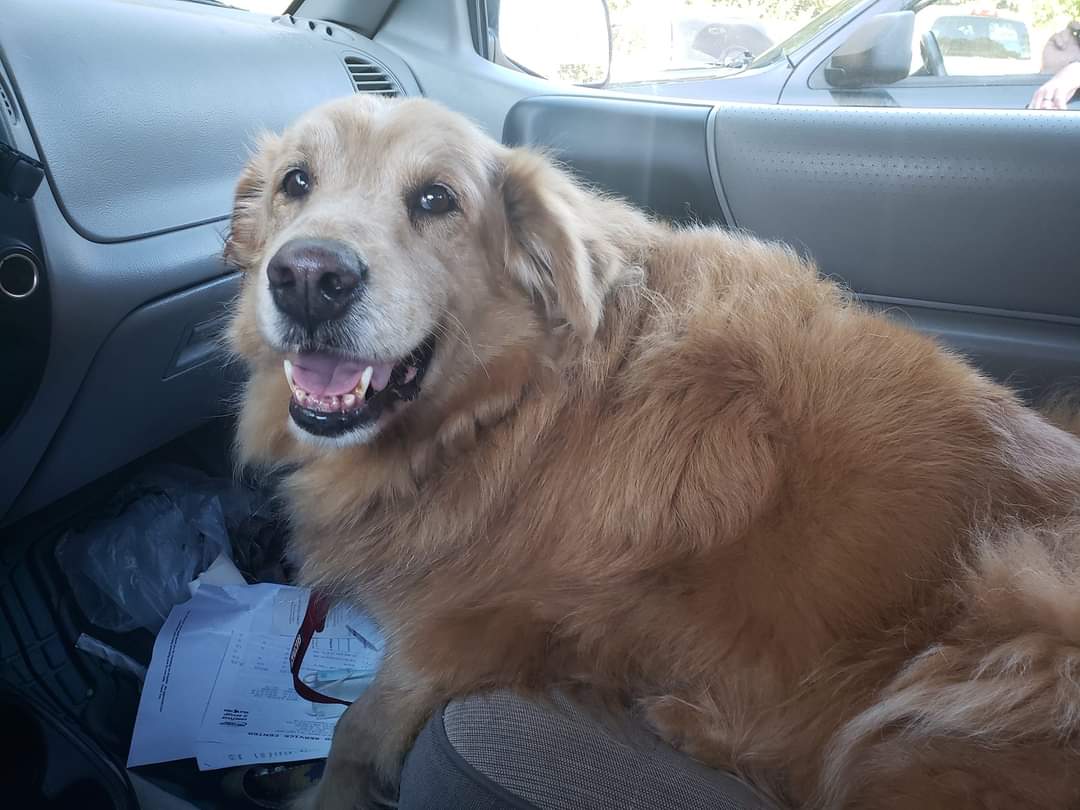 RachelMMFisher's tweet photo. Our 13 year old golden ret/chow mix Tucker passed away early yesterday morning. Please pray for our family. We miss him so much. https://t.co/Qz8mhZ5YcI