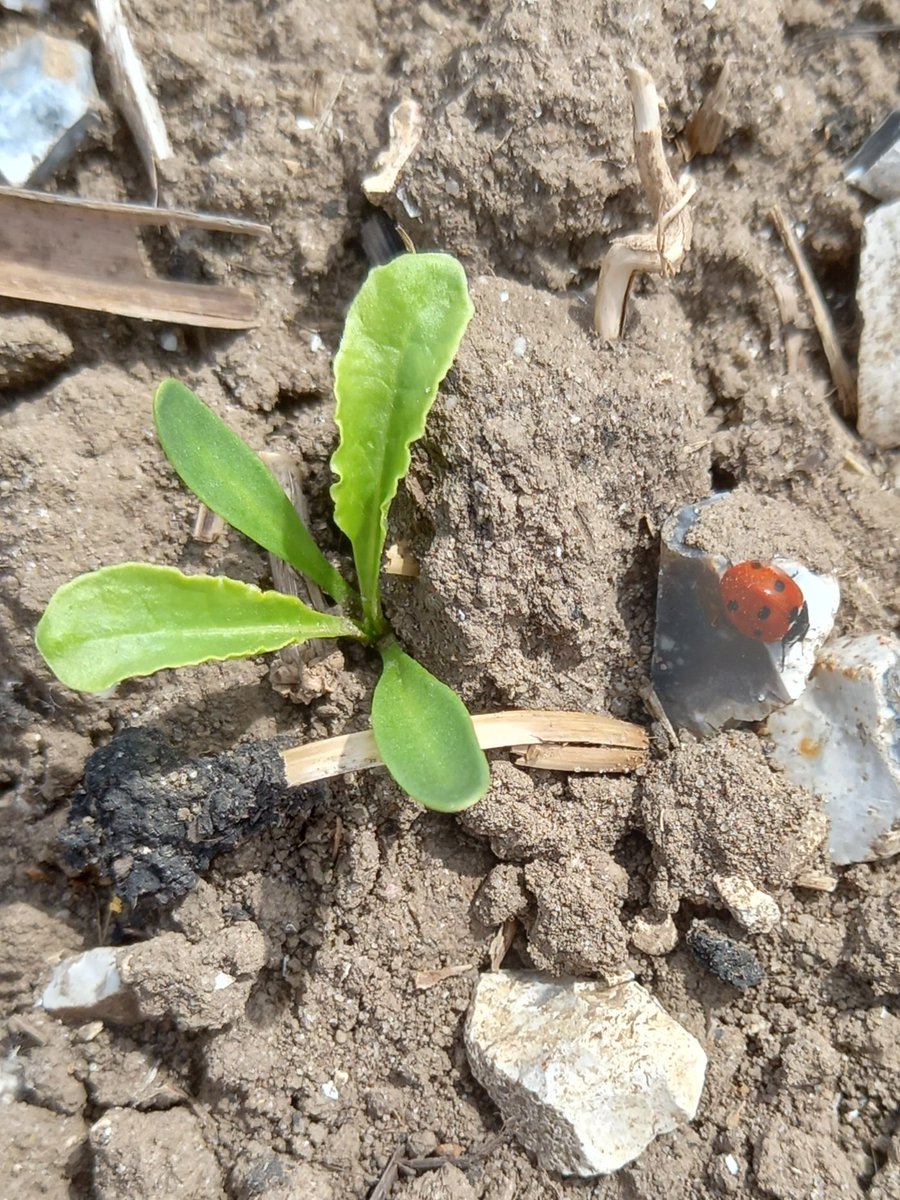 MrZuckerrube's tweet photo. On the hunt for aphids in Hertfordshire and found an ally 😉

#beetisbest https://t.co/5cBzmTHx7i