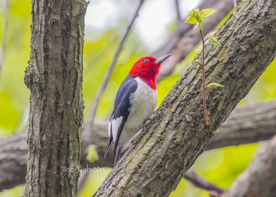What a treat to see this rare Red-headed Woodpecker at Central Park Loch on Mother’s Day (5/7/22) @CentralParkNYC #birdcpp #birdwatching #birdphotography #wildlifephotography #TwitterNatureCommunity  #birdsSeenin2022 #birdmigration
