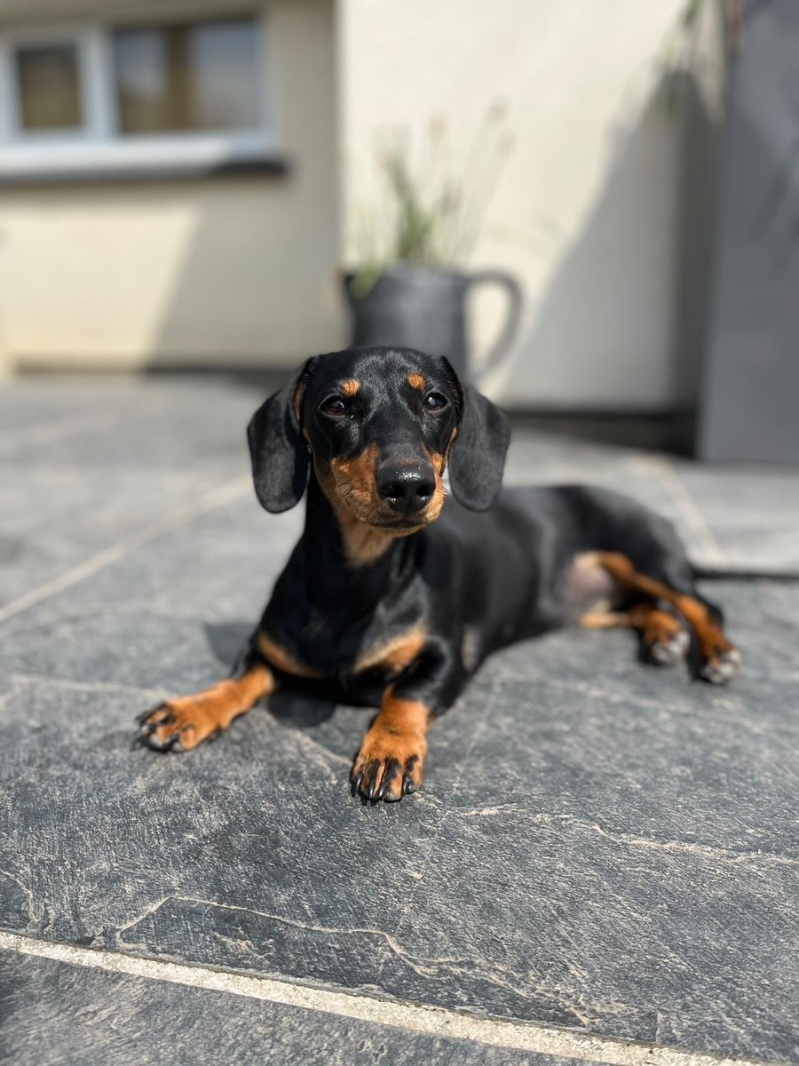 PawsTails1's tweet photo. Well done to the lovely Winnie on winning our giveaway prize!!!🐶✨🎁🎉

Thankyou to everyone that entered, keep your eyes peeled for more competitions in the coming months!! We've got a lot planned for summer this year🤩
#giveaway #winner #dogs #pets #toys #dashund #puppy https://t.co/7TWUnMAzj7