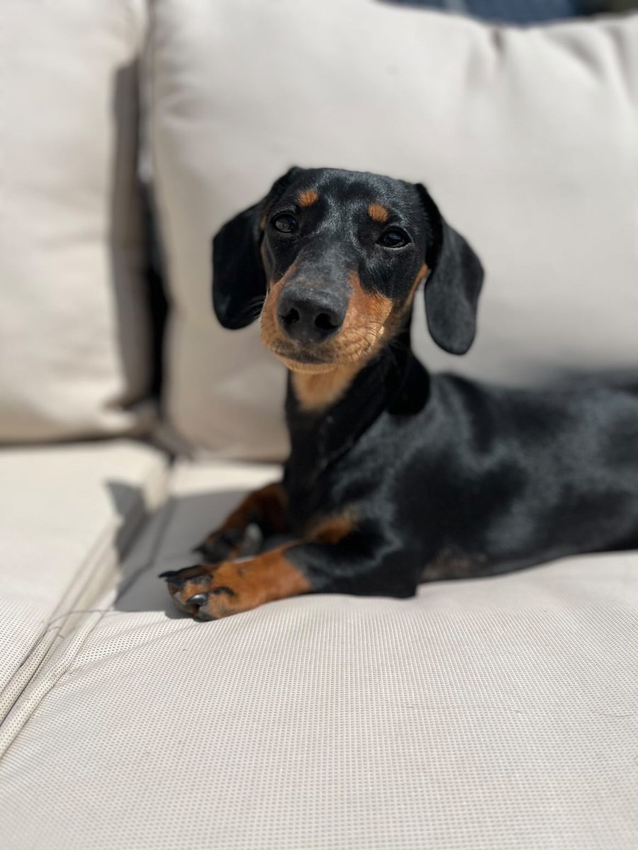 PawsTails1's tweet photo. Well done to the lovely Winnie on winning our giveaway prize!!!🐶✨🎁🎉

Thankyou to everyone that entered, keep your eyes peeled for more competitions in the coming months!! We've got a lot planned for summer this year🤩
#giveaway #winner #dogs #pets #toys #dashund #puppy https://t.co/7TWUnMAzj7