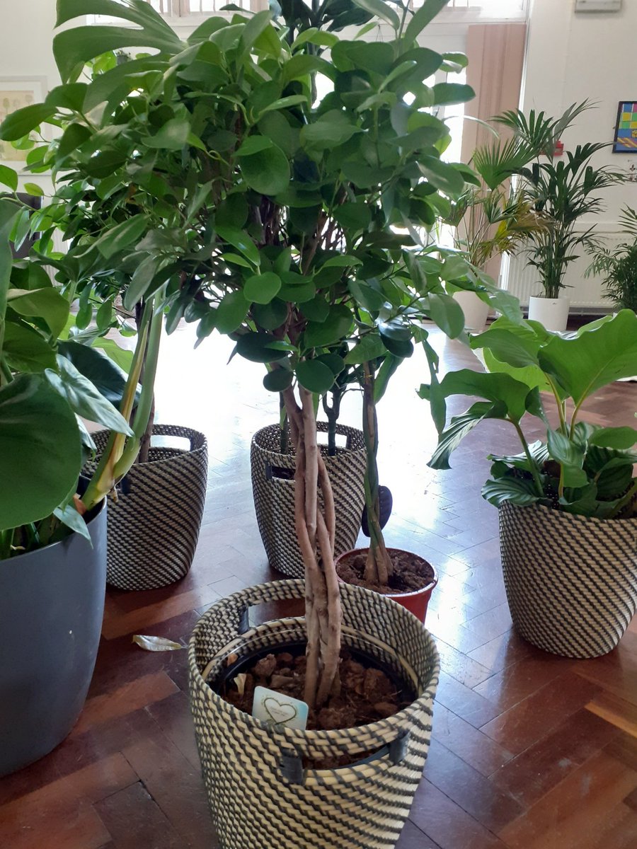 NinaRMN (@ninarmn1) on Twitter photo Thank you <a href="/aathiracheeroth/">Aathira Cheeroth</a> for helping me with my plant adoption today! Looking forward to spending my breaks hanging out with Derek the ficus! <a href="/MaudsleyNHS/">NHS Maudsley</a> Thank you <a href="/aathiracheeroth/">Aathira Cheeroth</a> for helping me with my plant adoption today! Looking forward to spending my breaks hanging out with Derek the ficus! <a href="/MaudsleyNHS/">NHS Maudsley</a>