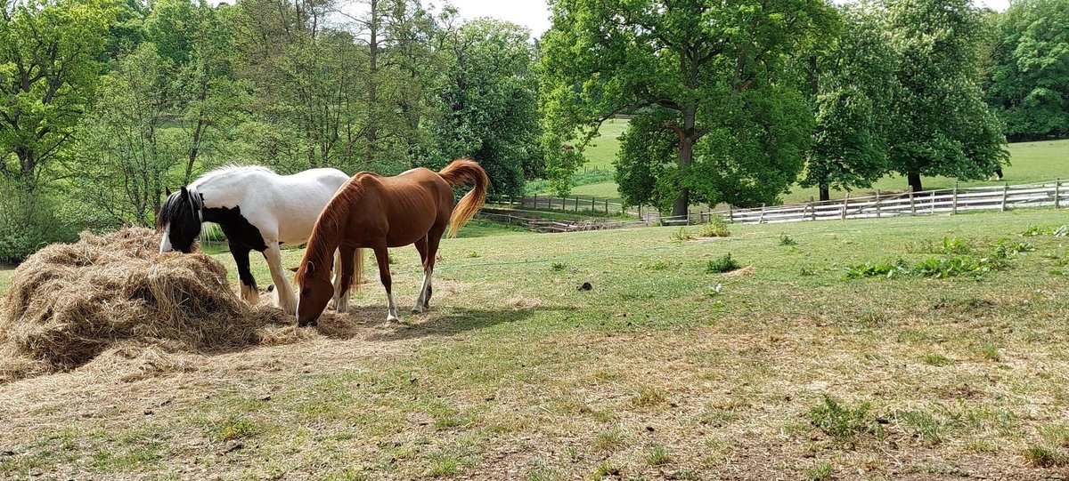 TVP_ChiltSBucks's tweet photo. Today local NHPT have been visiting stables in #Fulmer #GerrardsCross #Denham supporting our Rural Event. Other teams are out and about in other areas. #CrimePrevention #HorseWatch #CountryWatch #C7958 #C9345 https://t.co/TGsn22gRUJ