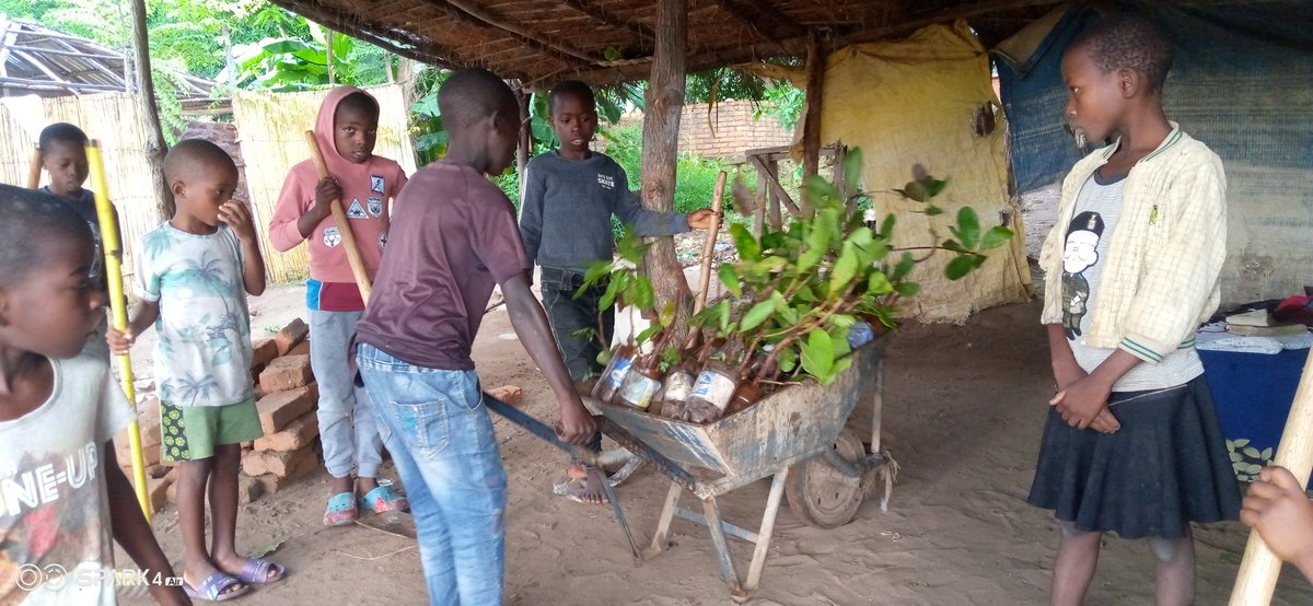 What a pleasure to work with the Brown Munthali Foundation in Malawi.12 memory trees planted the same day as money received. One year later, I'm still waiting for the UK to agree on one tree.