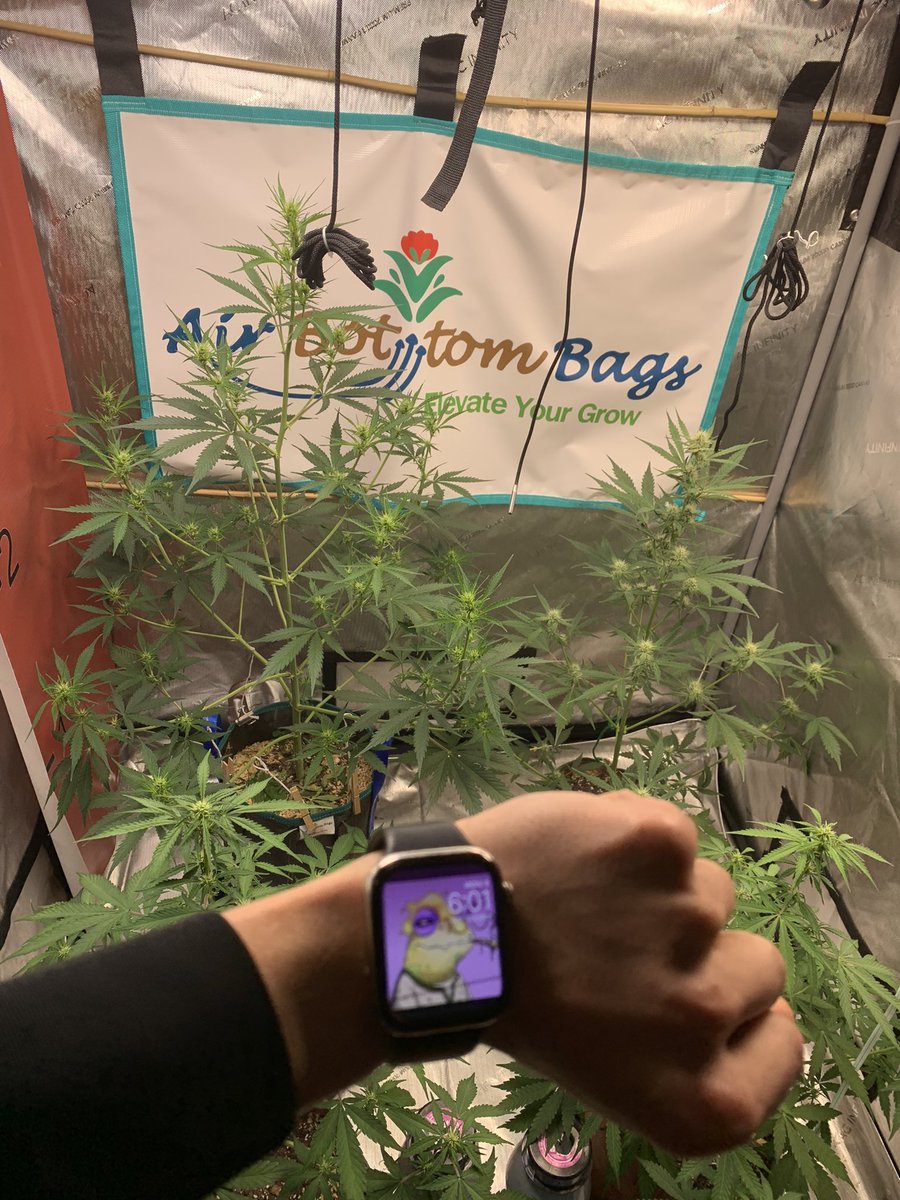 mythicalgrower's tweet photo. Rise and grind @TheStonedFrogs #ribbit https://t.co/9nBu316CDS
