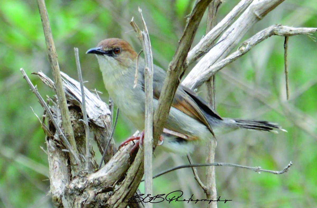 ThruKanakasEyes's tweet photo. Singing Cisticola (Cisticola cantans)
Nairobi National Park, Kenya
#cisticolas #birds #birding #BirdsSeenIn2022 #BirdsOfAfrica #birdwatching https://t.co/jNMVYSu0Ti