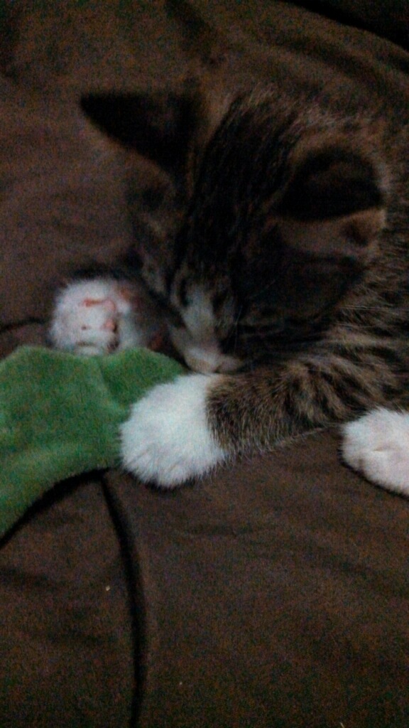 MysteryCatSleep's tweet photo. #MiloMonday: He's a #SecretOfSleep!
@irisesther54 @danapixie @lucy_bunnies @Yellowonetsy @MillieOTLFP @paseri021 @Pixie_Tooth @KrisArmstrong1 @morbidcuriosit9 @klscomus1 @PeterRabbit67 @badpiratemonkey https://t.co/21TUPVeDkW