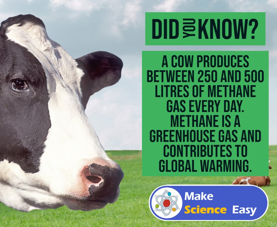 MakeSciEasy's tweet photo. Cows produce large amounts of the gas methane which is a greenhouse gas. 
Methane is around 25 times more potent at trapping heat than carbon dioxide but it remains in the atmosphere for a much shorter time. 

Learn more about science https://t.co/I2g9gL3BEV

#FridayFact #science https://t.co/OPFMYqSha9
