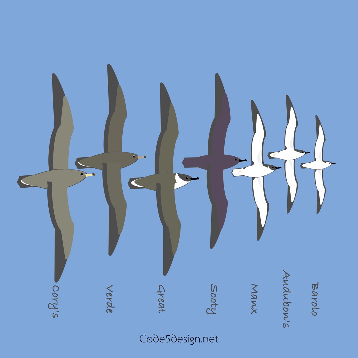 #shearwaters of the North Atlantic #wstc8