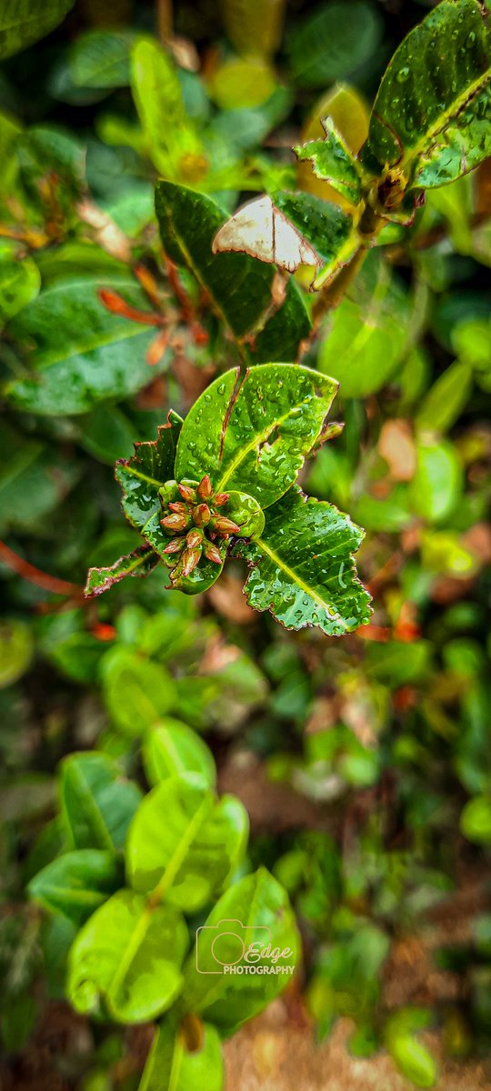 Mustapher_Dbt's tweet photo. Hello My Name Is Mustapha, A Photographer Base In Bauchi State. Nature shots With My phone Galaxy A51. @samsungmobileng @SamsungMobile @SamsungMobileUS @Samsung. All Pictures were Shot and Edited with Phone. https://t.co/zYDP7iOT07