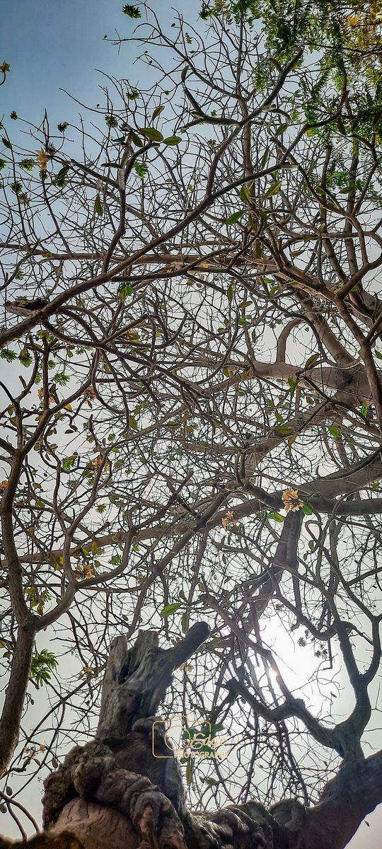 Mustapher_Dbt's tweet photo. Hello My Name Is Mustapha, A Photographer Base In Bauchi State. Nature shots With My phone Galaxy A51. @samsungmobileng @SamsungMobile @SamsungMobileUS @Samsung. All Pictures were Shot and Edited with Phone. https://t.co/zYDP7iOT07