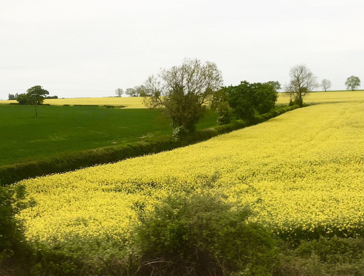 IreneSandraD's tweet photo. #On my #train journey, all the #RapeFields are so cheery #rapeoil @LNER https://t.co/MWzMECW5Uy