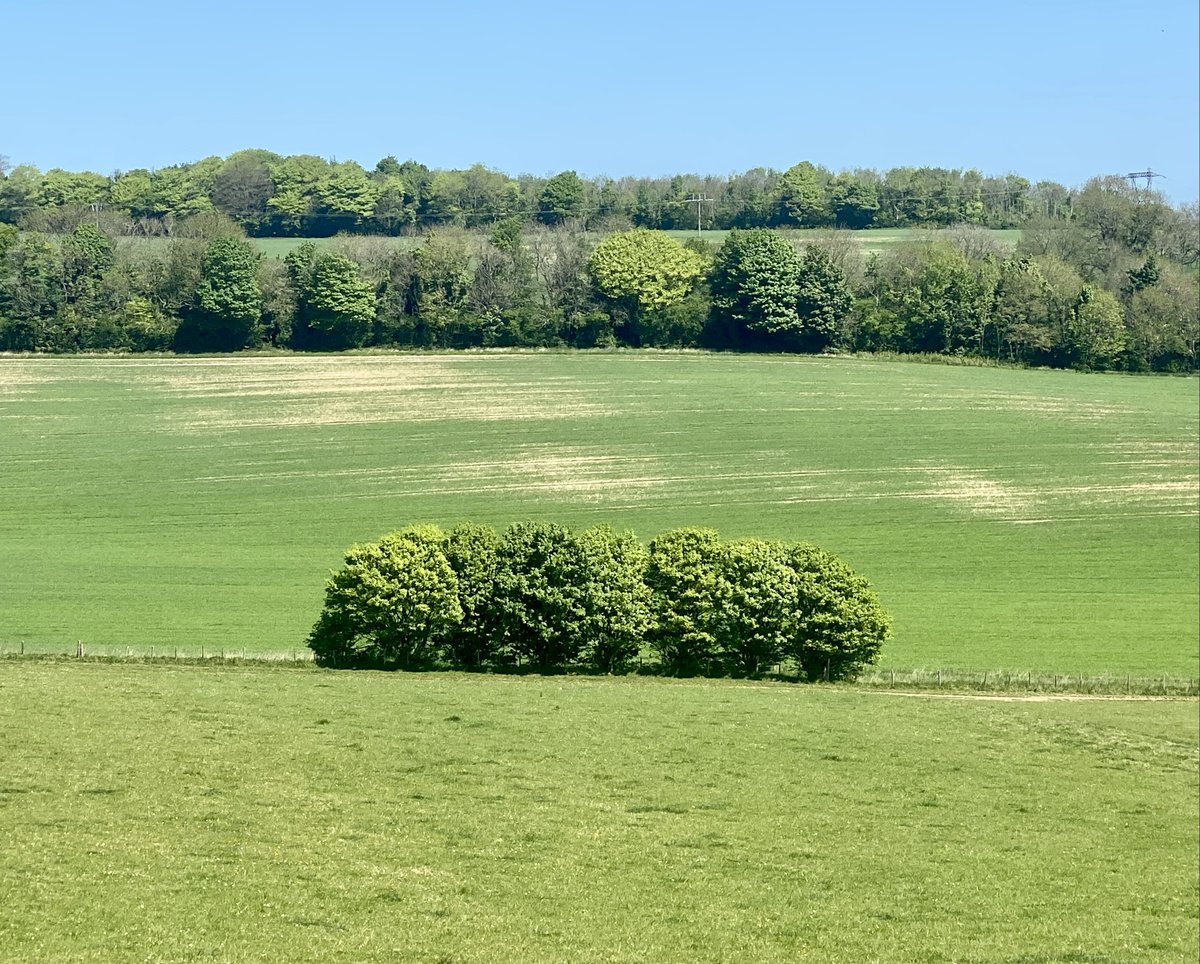marcthevet's tweet photo. Few pics from Sunday's stroll on the Downs. So much nature exploding into life &amp; colour. Pockets of bluebells, wood anemones, very active skylarks, variety of finches, buzzard, plus plenty of butterflies (incl. silver-washed fritillary, comma &amp; painted lady). #SouthDowns #Sussex https://t.co/qkStQ7cml6