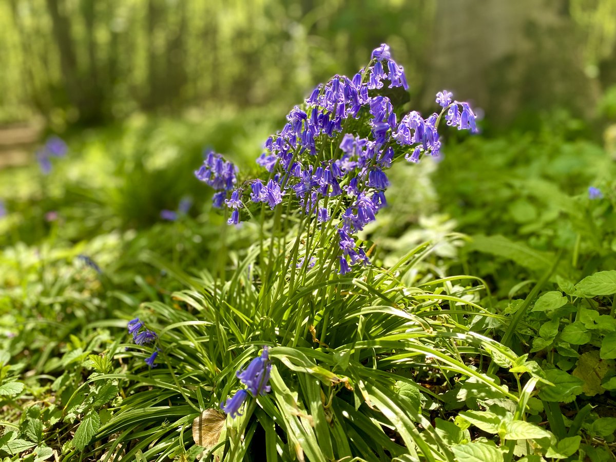 marcthevet's tweet photo. Few pics from Sunday's stroll on the Downs. So much nature exploding into life &amp; colour. Pockets of bluebells, wood anemones, very active skylarks, variety of finches, buzzard, plus plenty of butterflies (incl. silver-washed fritillary, comma &amp; painted lady). #SouthDowns #Sussex https://t.co/qkStQ7cml6