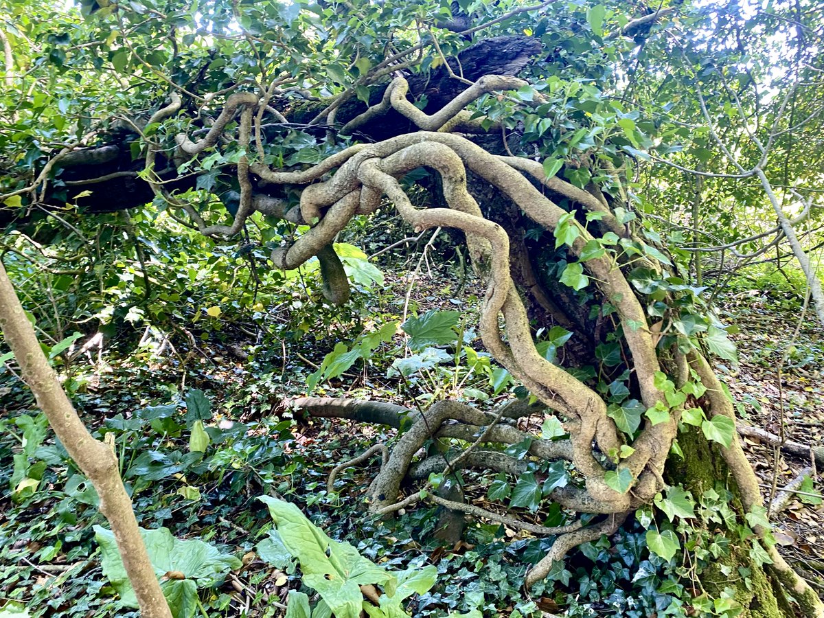 marcthevet's tweet photo. Few pics from Sunday's stroll on the Downs. So much nature exploding into life &amp; colour. Pockets of bluebells, wood anemones, very active skylarks, variety of finches, buzzard, plus plenty of butterflies (incl. silver-washed fritillary, comma &amp; painted lady). #SouthDowns #Sussex https://t.co/qkStQ7cml6