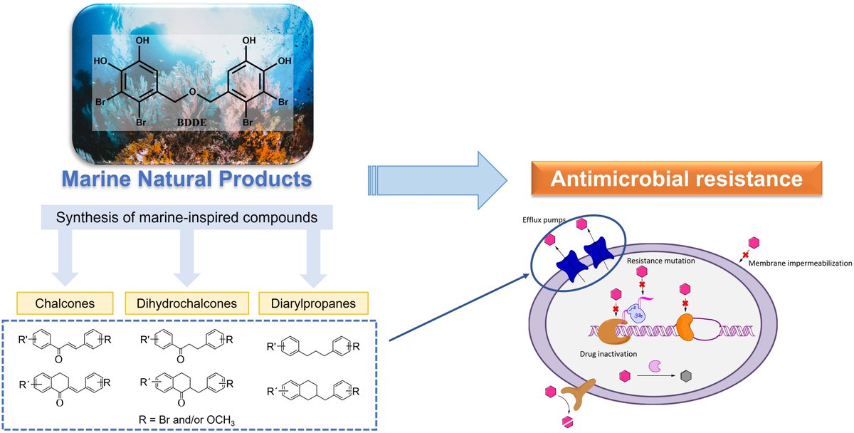 Marine_Drugs's tweet photo. Article: BDDE-Inspired Chalcone Derivatives to Fight Bacterial and Fungal Infections, by Ana Jesus and Fernando Durães et al.
https://t.co/jAXkCIdSUU
#antibioticresistance #BDDE #antimicrobial https://t.co/Y2S1BR8SS0