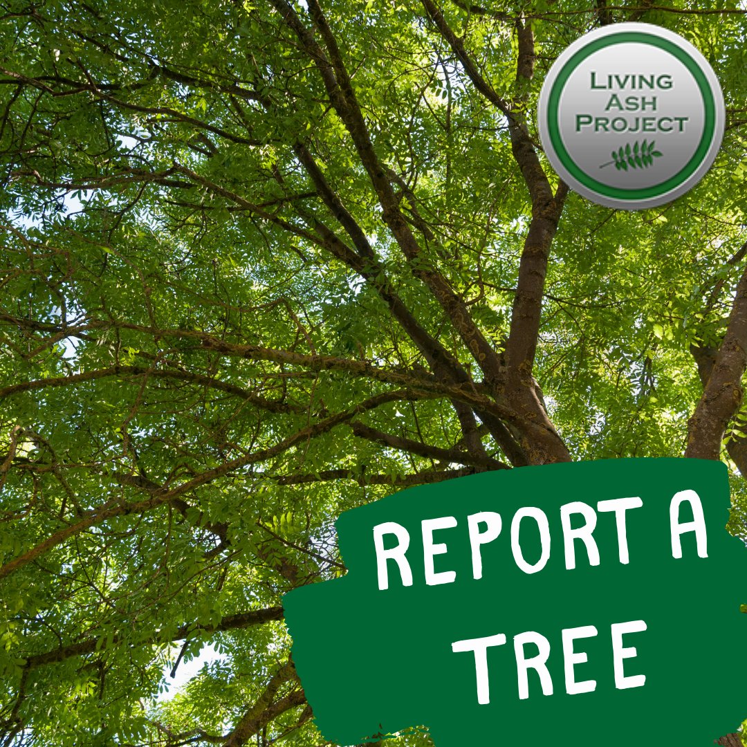 FutureTreesUK's tweet photo. If you know of any ash trees, within a woodland setting, that look healthy but are surrounded by ash that are badly infected with ash dieback please 'Report a Tree' using our easy form:  https://t.co/edlb0Ek45P #LivingAshProject #PlantHealthWeek https://t.co/ATHe17ZVqy