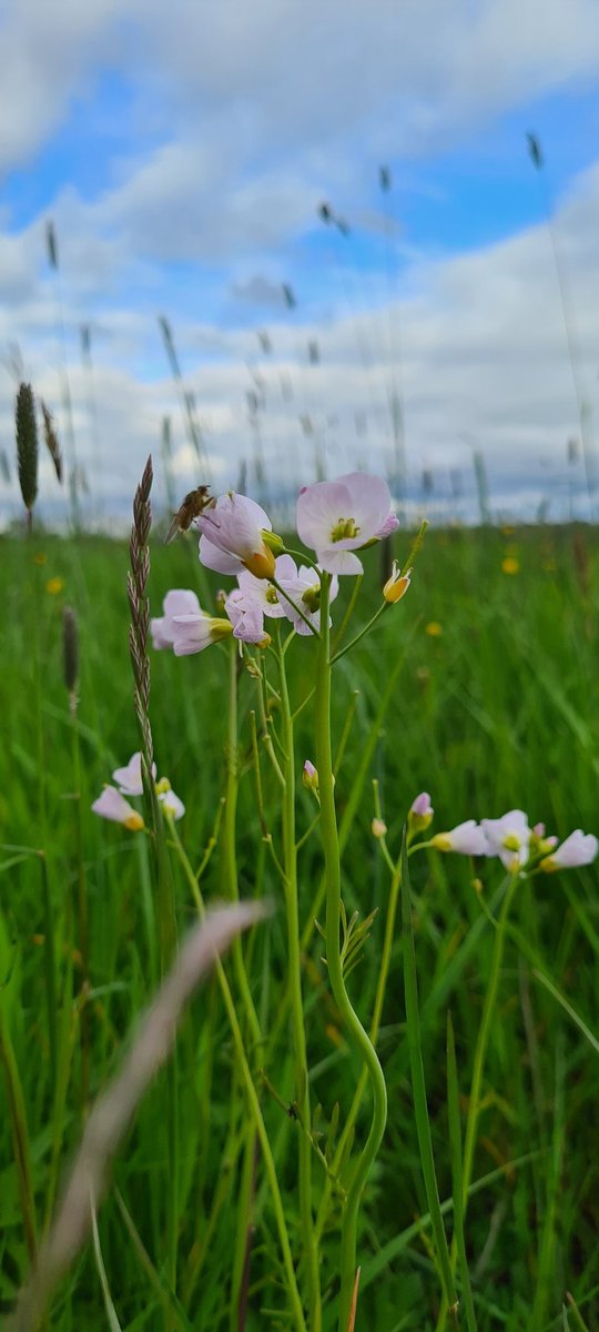 MichelleMoca83's tweet photo. Sunday evening moving cattle - spotted these beauties #wildflowers #dandelion #orchid https://t.co/CN0odWkfHZ