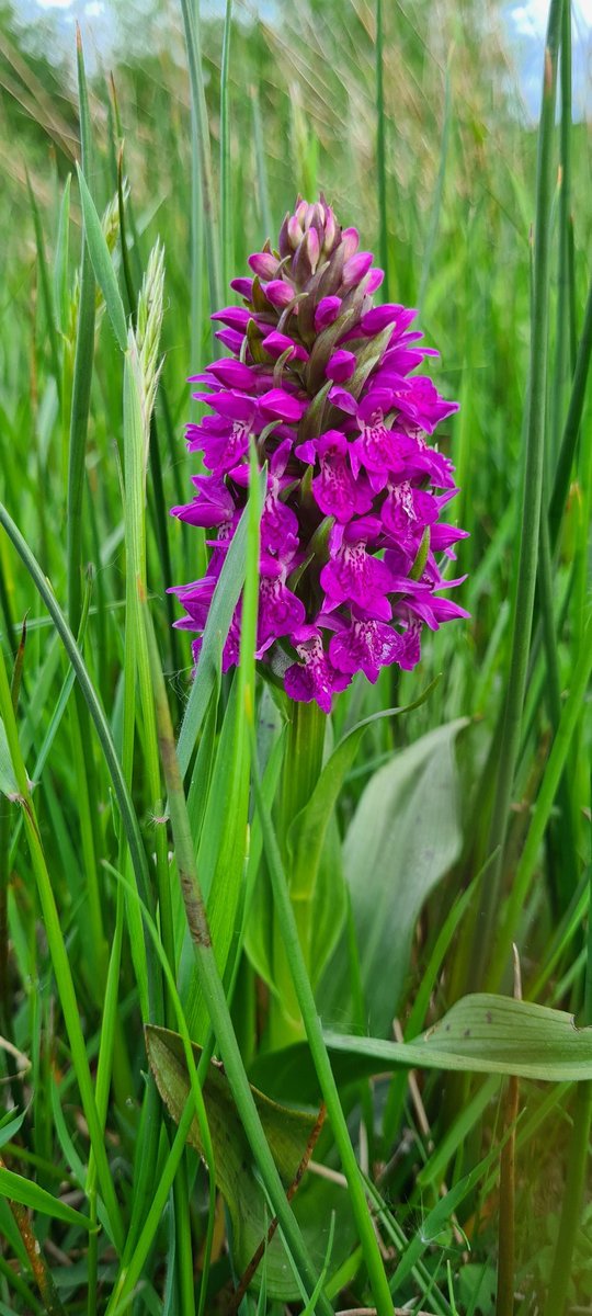 MichelleMoca83's tweet photo. Sunday evening moving cattle - spotted these beauties #wildflowers #dandelion #orchid https://t.co/CN0odWkfHZ