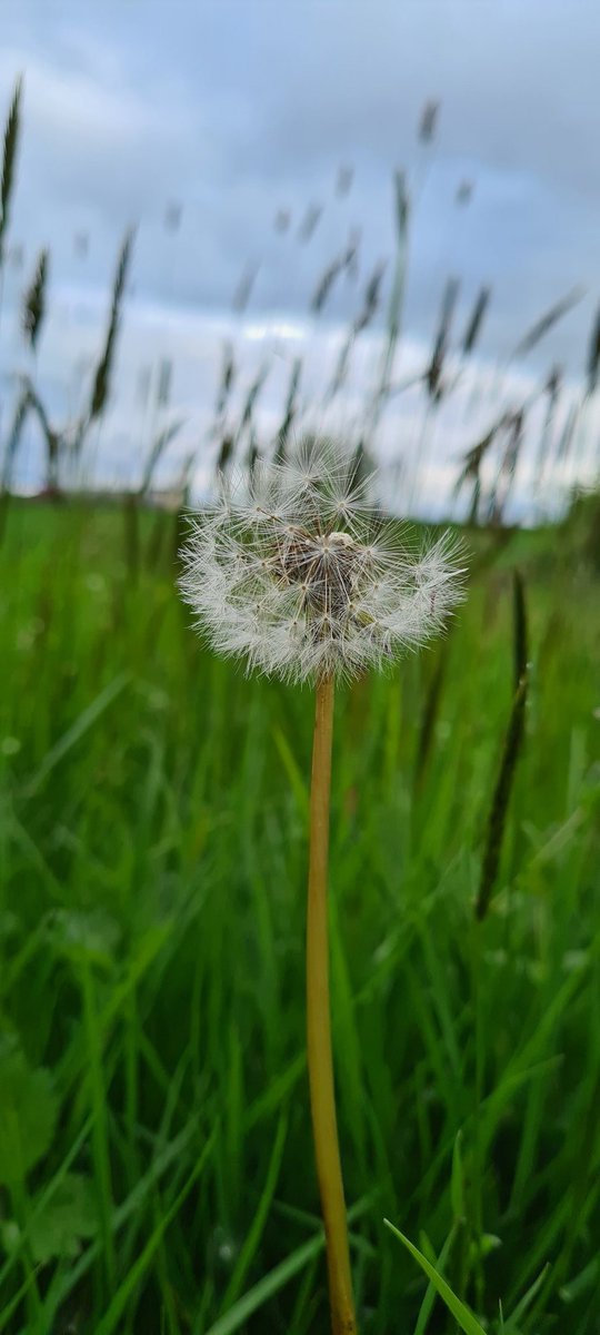 MichelleMoca83's tweet photo. Sunday evening moving cattle - spotted these beauties #wildflowers #dandelion #orchid https://t.co/CN0odWkfHZ