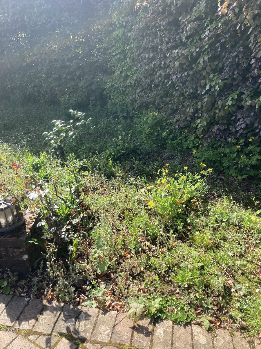 KSS_PC_Maid_TW's tweet photo. Another Sunday, another rose bed! Great work by a Maidstone @KSSPS_CP Team @AylesfordP @KSS_Probation #teamwork #probationworks https://t.co/sajTQJhOtO