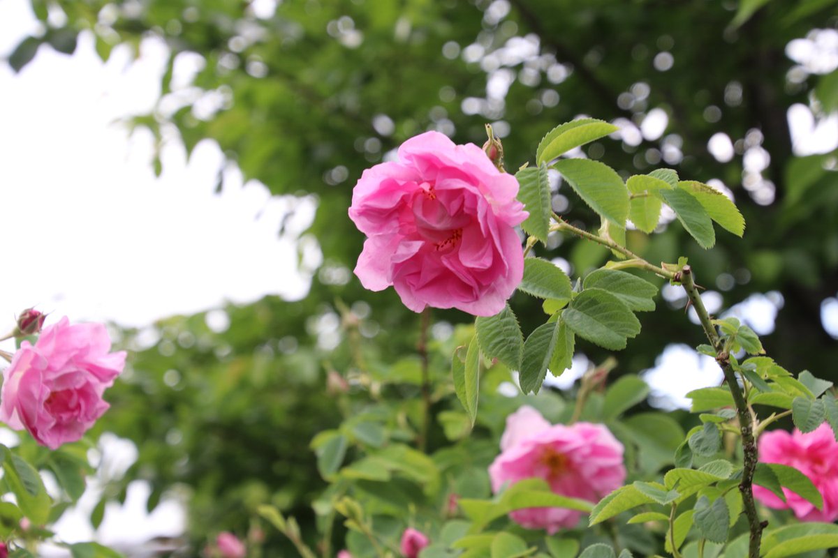 星川中央公園 では ブルガリア共和国 名産の バラ ダマスクローズ が咲いています 保土ケ谷区 は ブルガリア共和国の首都 ソフィア市 とパートナー都市協定を締結していますが その交流の一環で植樹されたものです 年間で日間程度しか咲かない花です