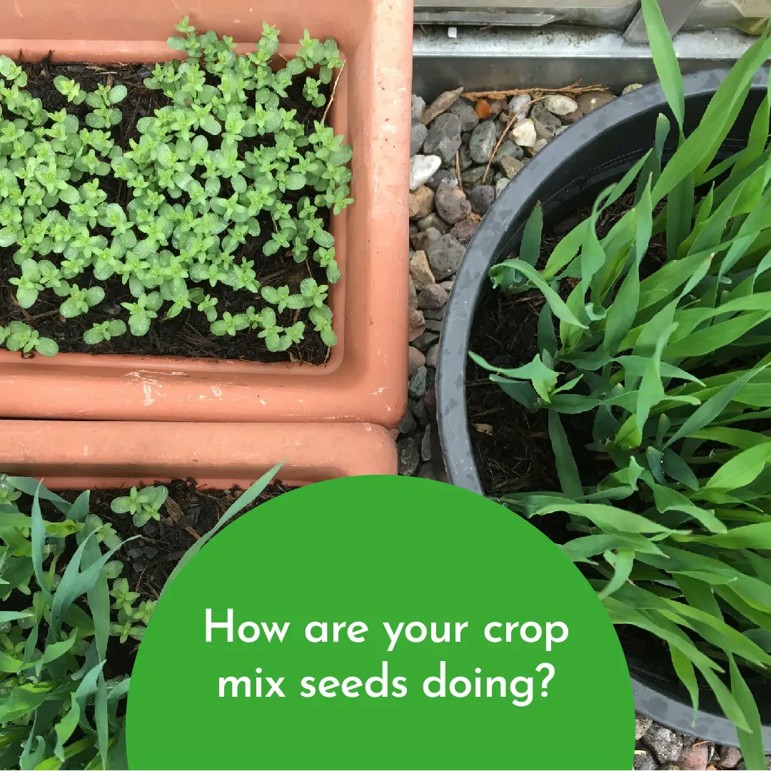 TheRHET's tweet image. We have schools across Scotland growing barley and linseed monocultures and mixtures as part of the SEAMS project with @JamesHuttonInst @BuglifeScotland. 

The RHET seeds are looking great. 🙌

If you have seed pics to share we'd love to see them! 🌱 📷