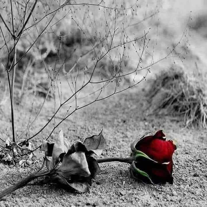 Marafe_Alyasmen's tweet photo. " أحيانًا، نؤجل الحياة على أمل أن تأتي اللحظة المناسبة لأن نحيا،  لا ندرك أنّ العمر ينفد، والصحة تذبل، والنفس تزهد، وأنّ تلك اللحظة المناسبة لأن نحيا لن تأتي بصورتها المثالية أبدًا…" https://t.co/7UG6K2erfD