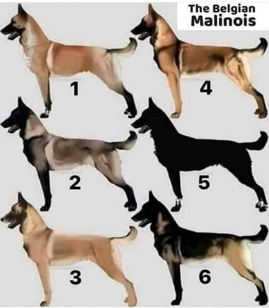 prkpets's tweet photo. The #Belgianmalinois colour shades. Now you know!
#Prkpets #Petsinkenya #Steveguru
#Dogsinkenya https://t.co/IiUcSdRrmg