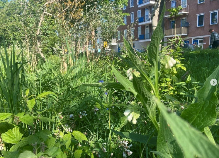JaapdeVries20's tweet photo. De zon schijnt vandaag uitbundig en het blijft droog. Door de zuidoostelijke stroming wordt het vandaag al lokaal 25 gr. De rest vd week blijft het licht wisselvallig. Volgende week ontstaat er een hoog boven Scandinavië. Hierdoor blijft het mooi voorjaarsweer. #lente #veluwe https://t.co/DiPzjJ89Ku