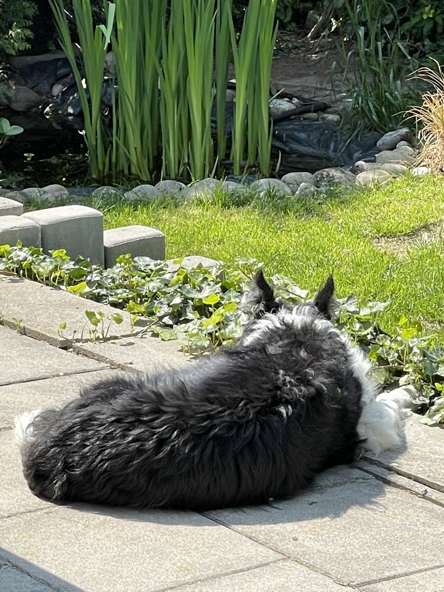 Jackthegoodboy1's tweet photo. Liebes #Twitterrudel heute in meinem Terminkalender: #Meditieren am Teich…kann ich nur empfehlen https://t.co/OIY2oy4FWo