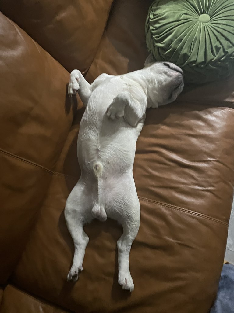 CryptoTimeDoge's tweet photo. The happiest part of the day is lying on the sofa。
#doge #nft #crypto https://t.co/yXPutEdOQX