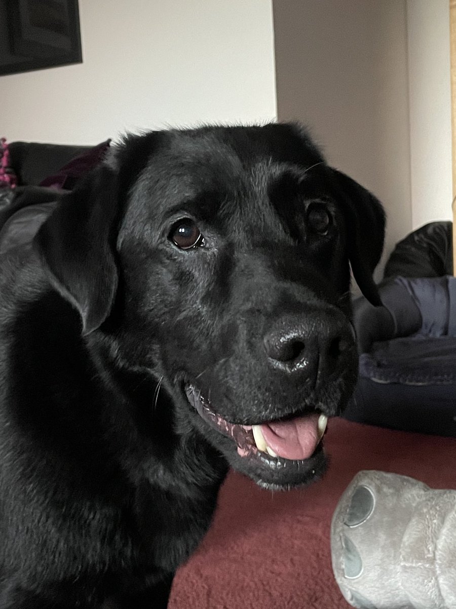 Monday? I’m letting that slip today because… it’s my birthday!  🥳 I’m 5! Mum’s just told me what she’s got planned - big forest walk, pressies,  birthday treats and, best of all, chicken!! 😋