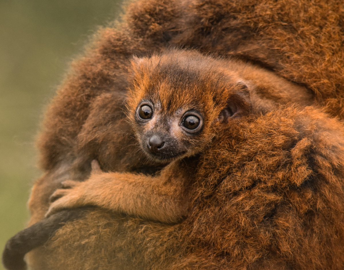 animalswithel's tweet photo. Swipe ➡️ for double the cuteness
Only took 4 hours and 2 days to finally see this pair of gorgeous red-bellied lemur twins! 💕

@chesterzoo #chesterzoo #red #redbelliedlemur #lemur #lemurs #babylemur #primates #primatesarenotpets #chesterzoosnaps #cutebabyanimals #twins https://t.co/5ue6JMyoeS