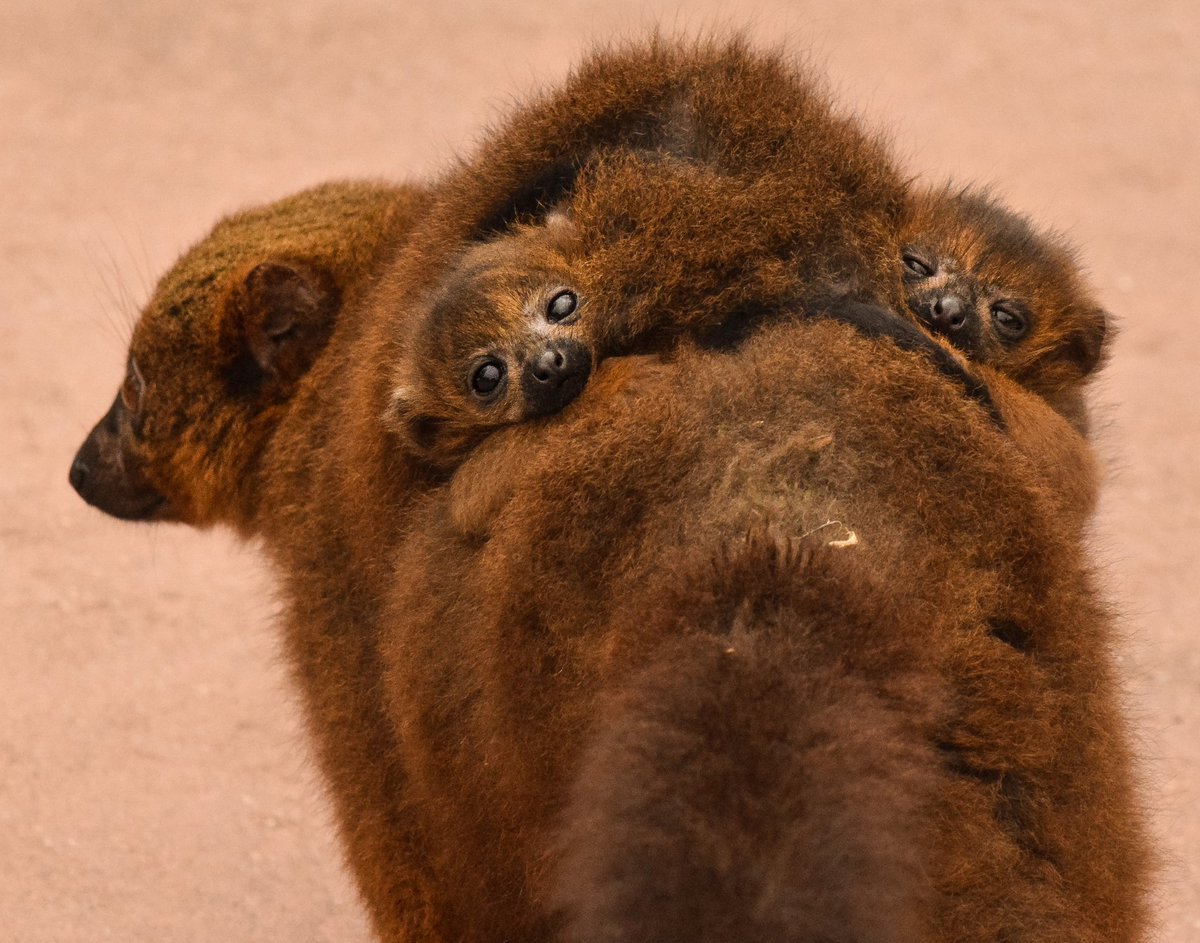 animalswithel's tweet photo. Swipe ➡️ for double the cuteness
Only took 4 hours and 2 days to finally see this pair of gorgeous red-bellied lemur twins! 💕

@chesterzoo #chesterzoo #red #redbelliedlemur #lemur #lemurs #babylemur #primates #primatesarenotpets #chesterzoosnaps #cutebabyanimals #twins https://t.co/5ue6JMyoeS
