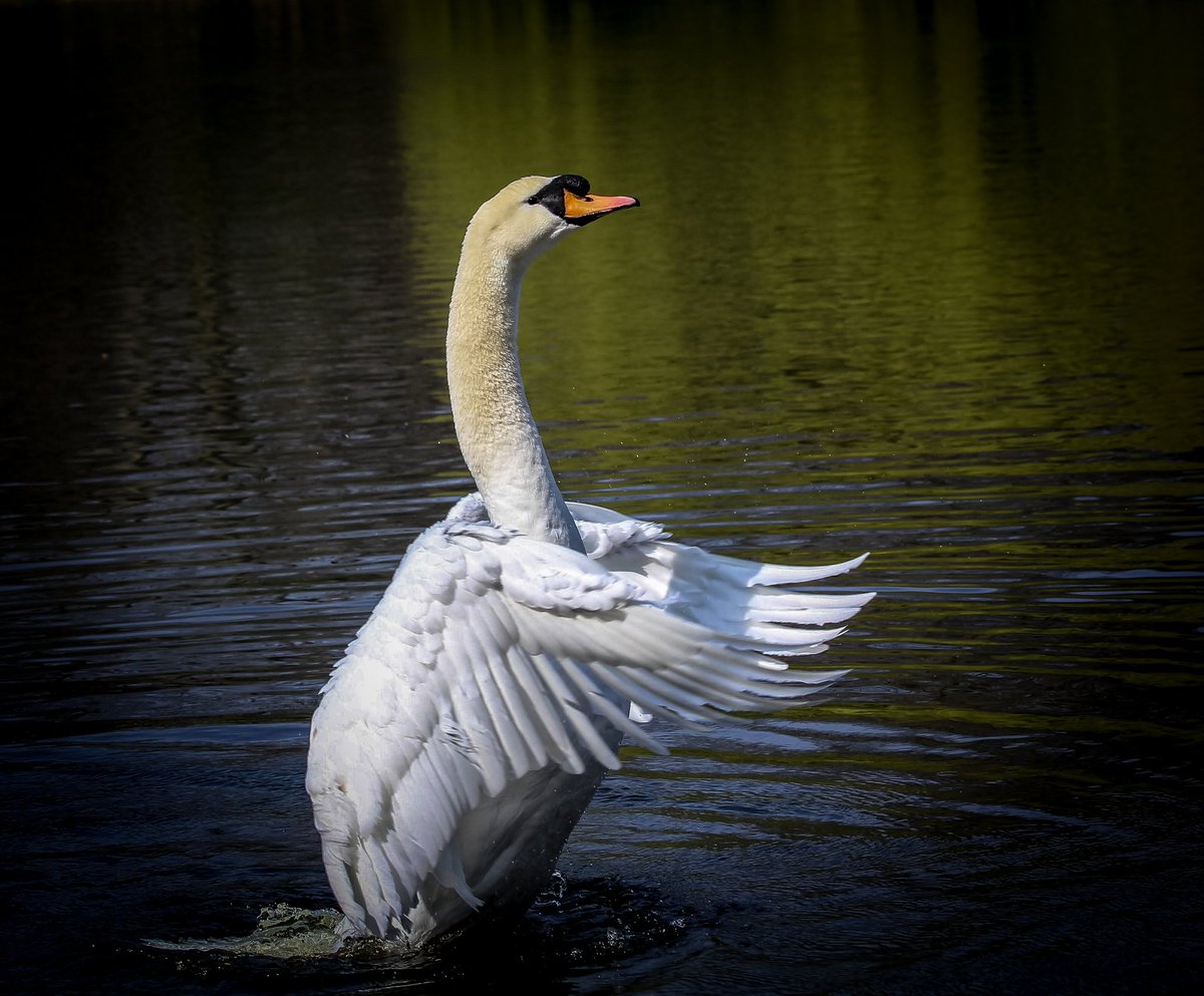 ChrisEverall's tweet photo. The clapping Swan. 
@ThePhotoHour @Natures_Voice @RSPBEngland @RSPBbirders #TwitterNatureCommunity #TwitterNaturePhotography #wildlife #nature https://t.co/TRhnfQc0rI