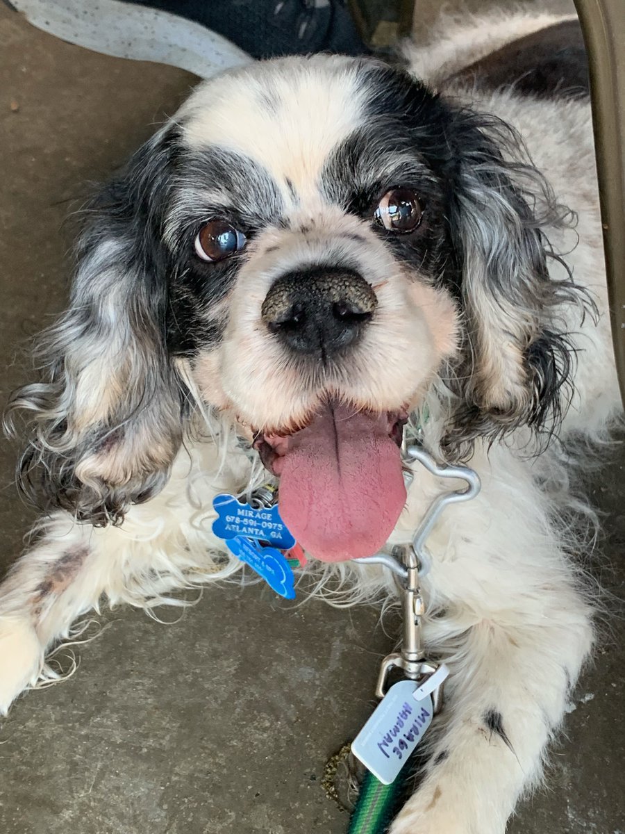 SuperJen112's tweet photo. Grateful for @MirageMdog who made me a #FurMommy when I picked her out 14 years ago...or did she escape the playpen to #PickMe! #BestBuds #MirageMondays ❤😊 https://t.co/9HqbR4V3AC