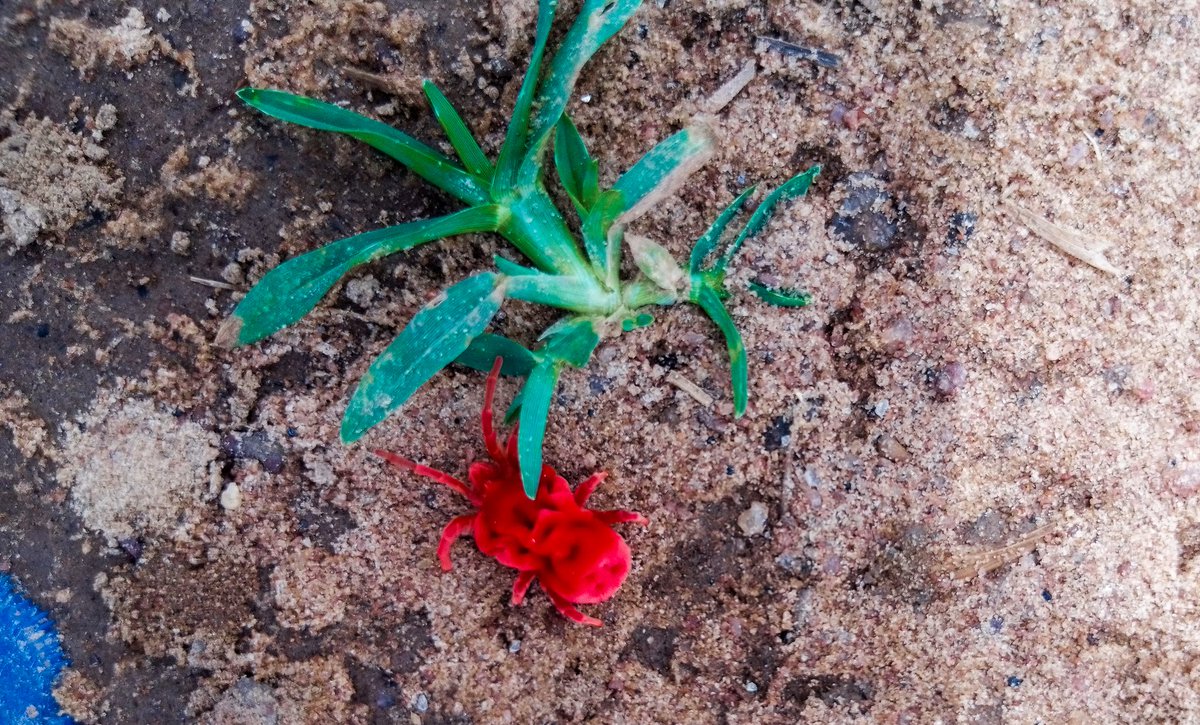 Toysticks's tweet photo. For thou, Oh Lord art created all things and made them beautiful...๐
Came across this beautiful creeping creature which captivated my heart..๐๐
It's a red insect known as "clover mite".
#NaturePhotography #beauty #photographyislife #clover #naturelovers #mightoyvisuals https://t.co/Jvqy5r0NXJ