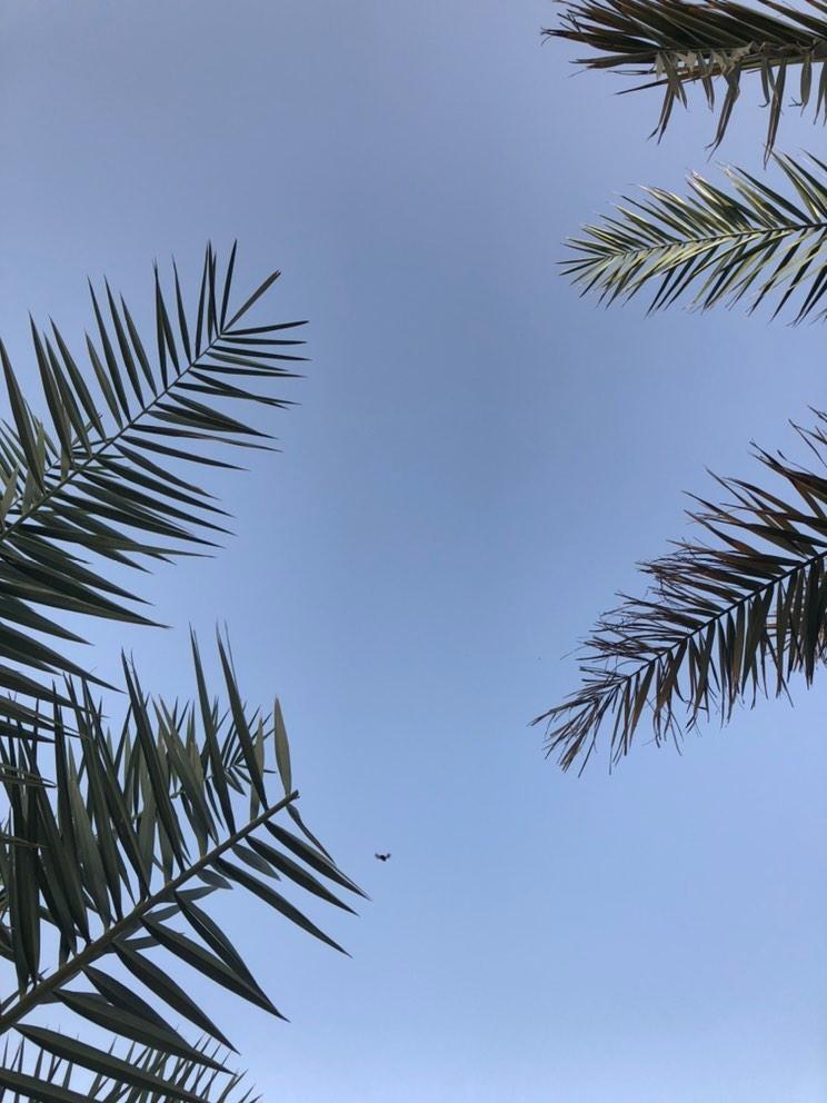 Moon12_55's tweet photo. اللهم أرني عجائب قدرتك في تيسير اموري 💛🦋 https://t.co/AWZmjMoioh