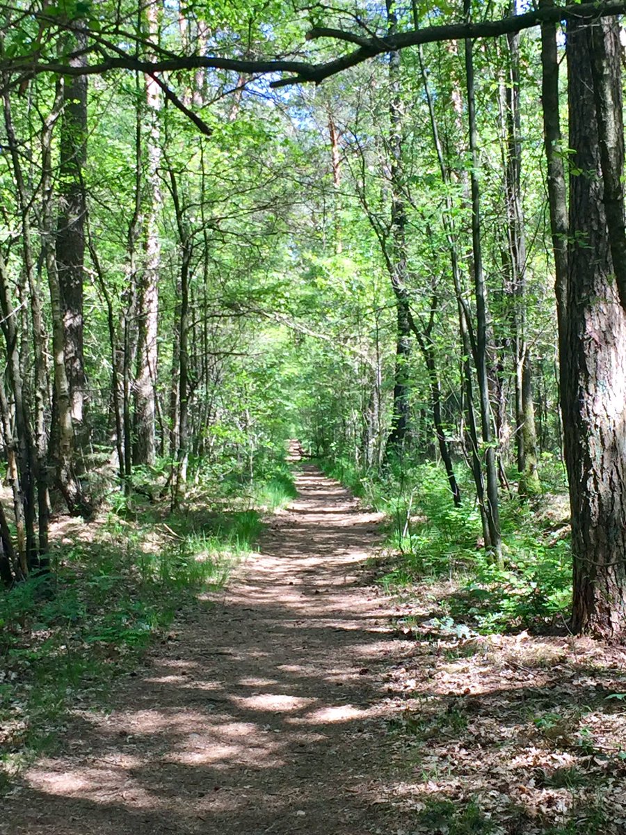 Starke #Mitarbeiter:innen für ein starkes Unternehmen. 💪🏻🌳

Hier wird #Freiraum geschaffen, um #Kraft für die nächsten Projekte zu schöpfen, durchzuatmen und den #Teamspirit zu erhöhen. 

Den Wald habe ich inspiziert, es darf losgehen! 

#MitKlarheitzumErfolg #BGM #Waldbaden