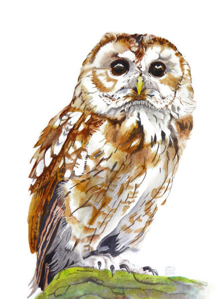 susandmcleod's tweet photo. Tawny Owl done in watercolour. One of my favourite paintings. #birdart #tawnyowl #birds #birdsofprey #wildlife #TwitterNatureCommunity https://t.co/FBQ2qv13O7