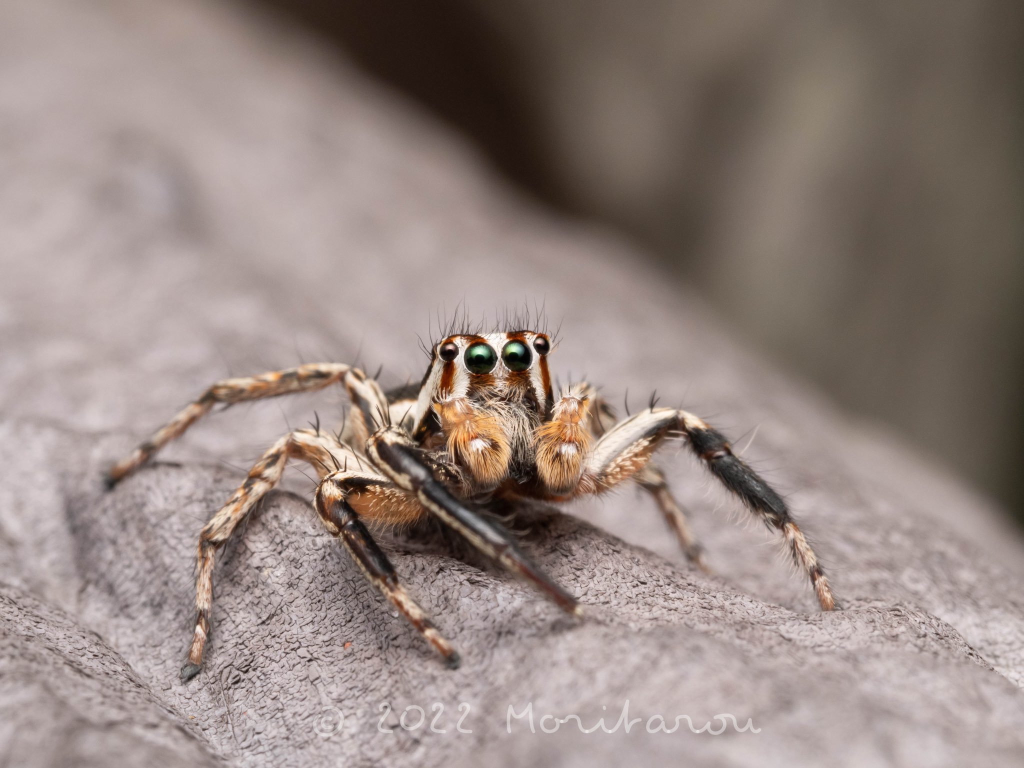 森太郎 やっぱりチャスジハエトリは いい顔してます チャスジハエトリ T Co Hwatxsmxyt Twitter