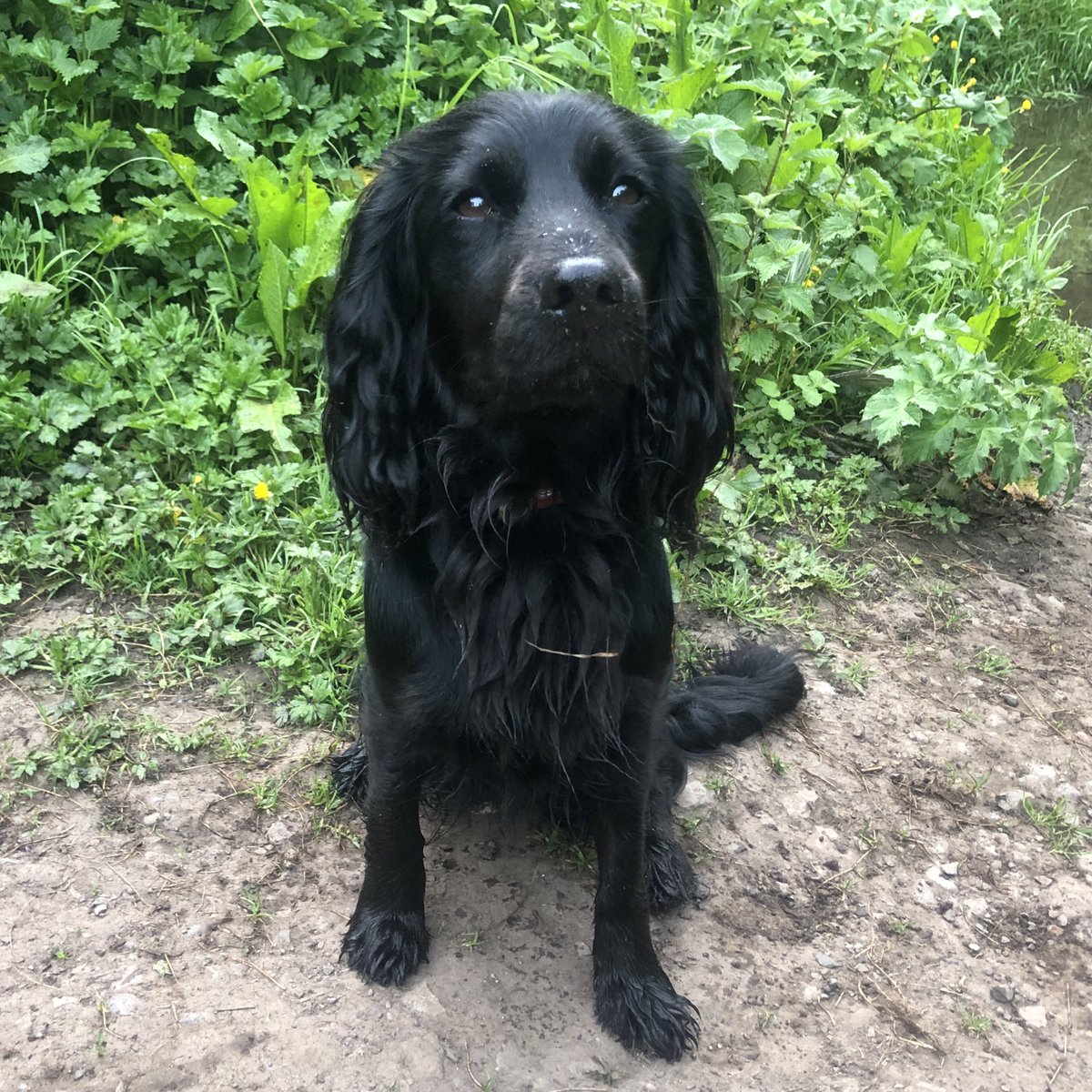 Good morning frens. Big day for me. I’m at the animal hospital getting spayed. Mum’s been deferring it but it’s a requirement to become a qualified assistance dog. Been for very early walkies in the magic wood. Please send luck and positive vibes and have a lovely day 🙏🐕‍🦺🐾🍀🐶