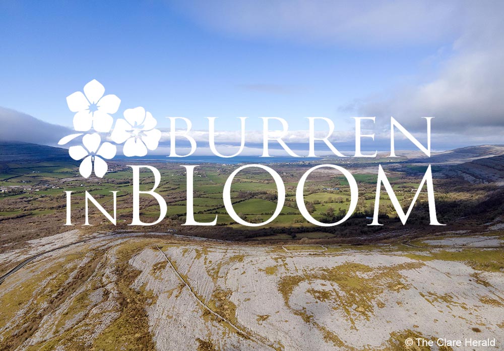 theclareherald's tweet photo. Burren in Bloom 22 to celebrate biodiversity
https://t.co/VFLrFWMlgQ
#burreninbloom #VisitTheBurren https://t.co/4IS4bI9jVG