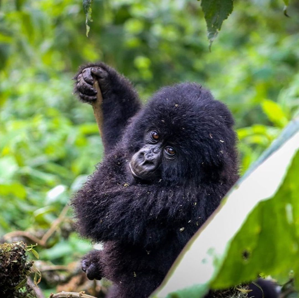 SasoUganda's tweet photo. Congo is a perfect place for tourists who want an unforgettable blend of adventure.
To know more visit us @ https://t.co/HdNjUJLflM
#Congo #Congosafari #Wildlifeafrica #Wildlifephotographer #Girillas #Silverbackgorilla #Travelphotography #Safari #Adventure #Sasougandasafaris https://t.co/3InRHl394W