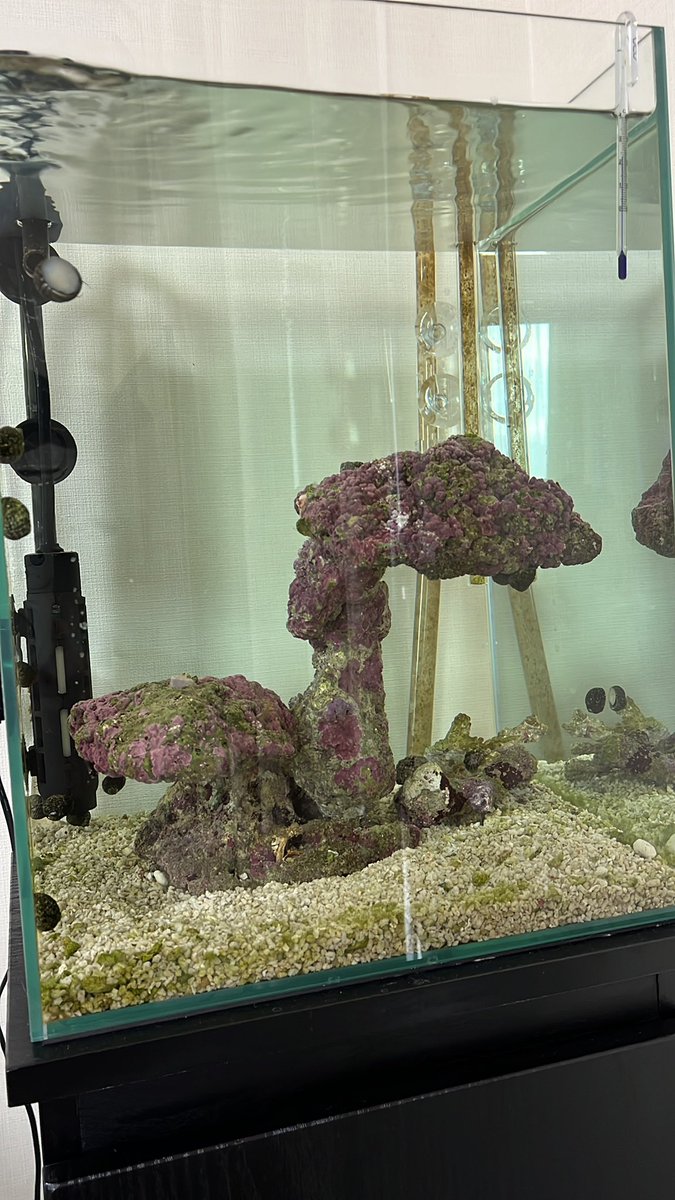 QooCocaCola's tweet photo. 【質問です】

ライブロックに付いてる害虫退治をするのにライブロックをDipXに浸けるとバクテリアも死んじゃいますか？

30キューブに使っていたライブロックをREEFERに入れたいのですが、事前に害虫退治したくて😅

#マリンアクア #海水魚水槽 #サンゴ水槽 #バクテリア #DipX #RedSea https://t.co/OlwqwlAwKd
