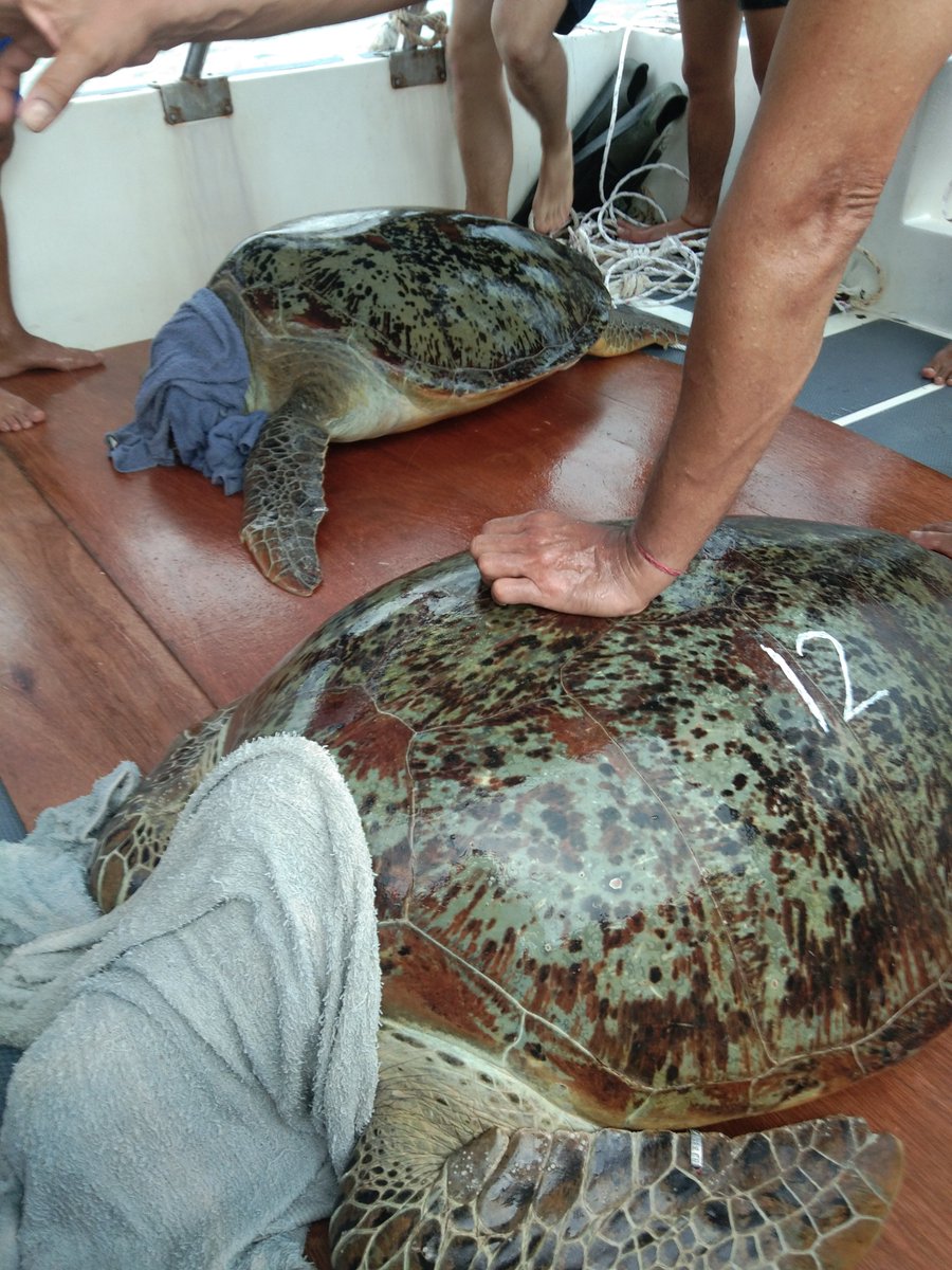 Borneo_Divers's tweet photo. Throwback to our 2019 Mabul World Turtle Day. |
Don't miss the opportunity to join our 2022 Mabul World Turtle Day on 16 - 19 May 2022. 

reservations@borneodivers.com.my
088-222 226 
Whatsapp : 
6012-880 1085 (Winnie) , 
6013-863 5360 (Claudene) , 
6013-860 5441 (Daniel) https://t.co/t2MM6w25tR